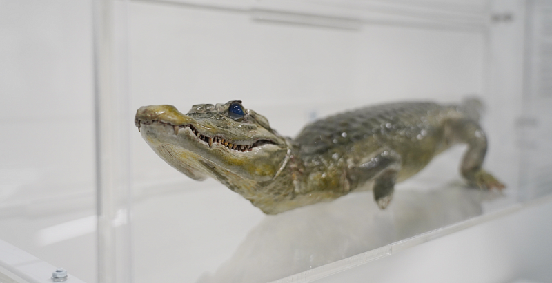 В музее СУНЦ НГУ подготовили новое место для экспоната с крокодилом